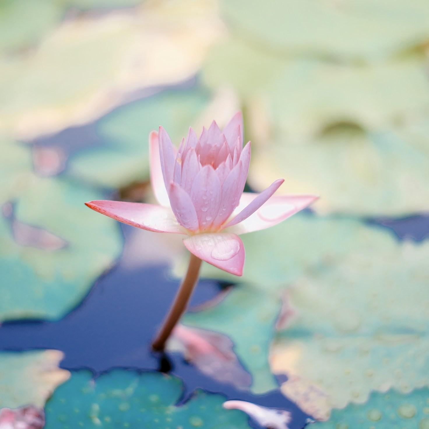 Meditation practice space with cushions arranged in circle